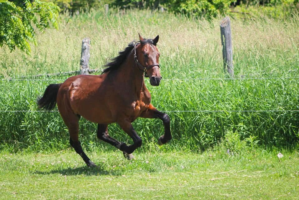 Canada Day Training Tip