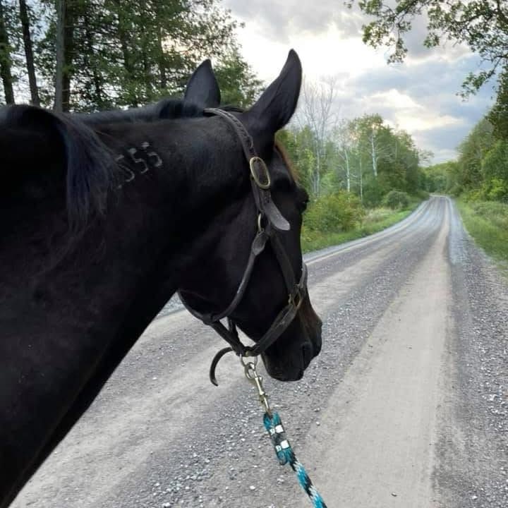 Why Are Standardbreds Always On The Move