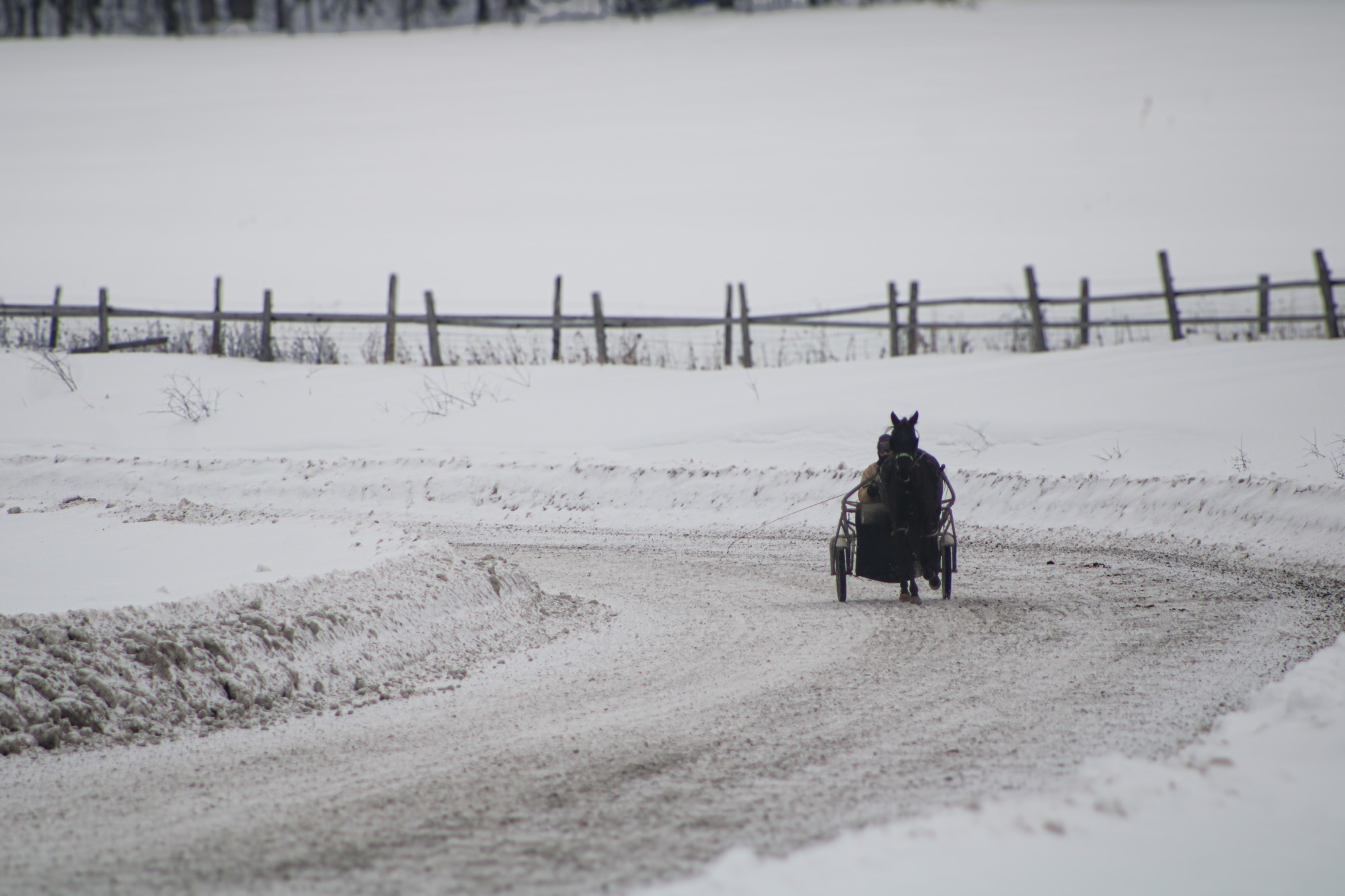 Ulcers & Gut Health in Retired Standardbreds