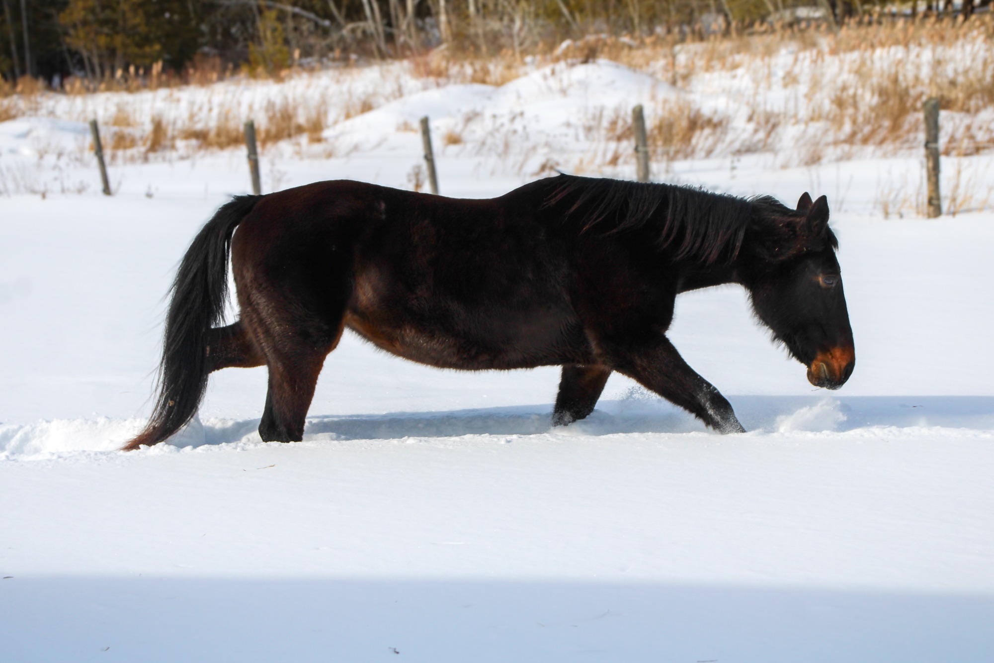 Teaching Standardbreds To Use Their Topline